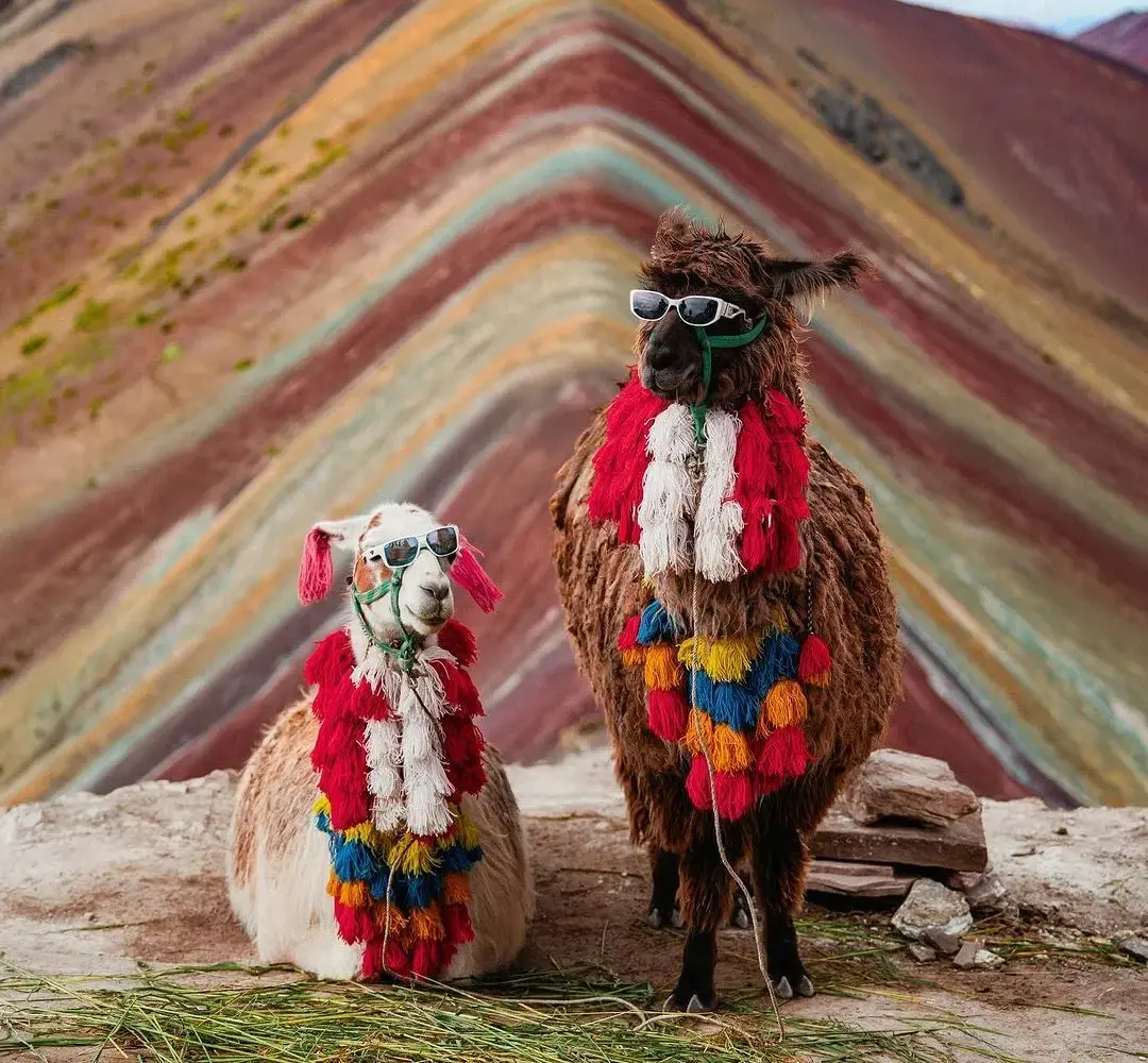 llamitas en montaña de colores.webp