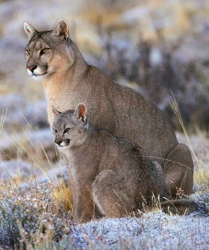 PUMA-TERRES.webp
