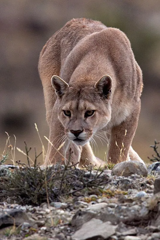 PUMAS-TERRES.webp