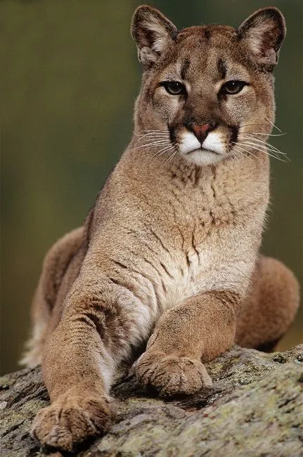 PUMA-ANDES-TERRES-DES-INCAS.webp