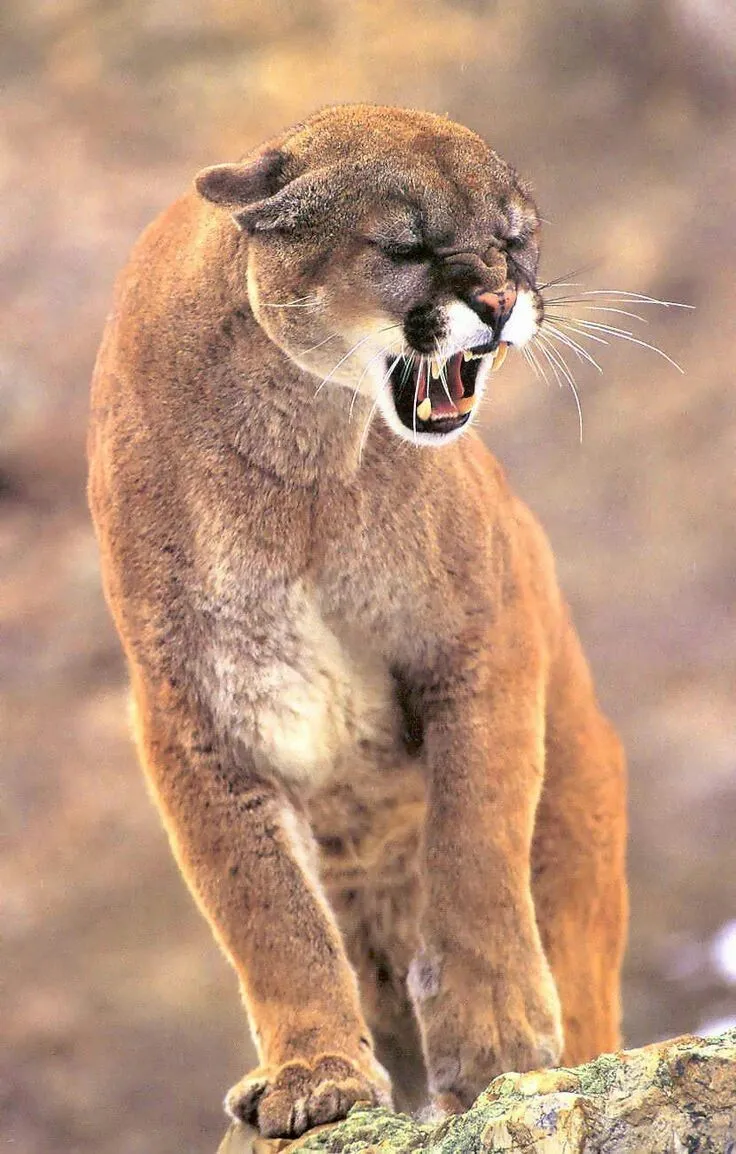 PUMAS-ANDES.webp