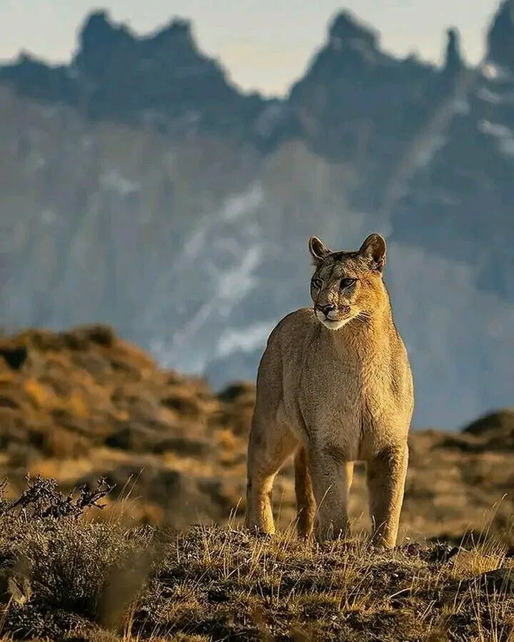 PUMA-ANDES-TERRES.webp