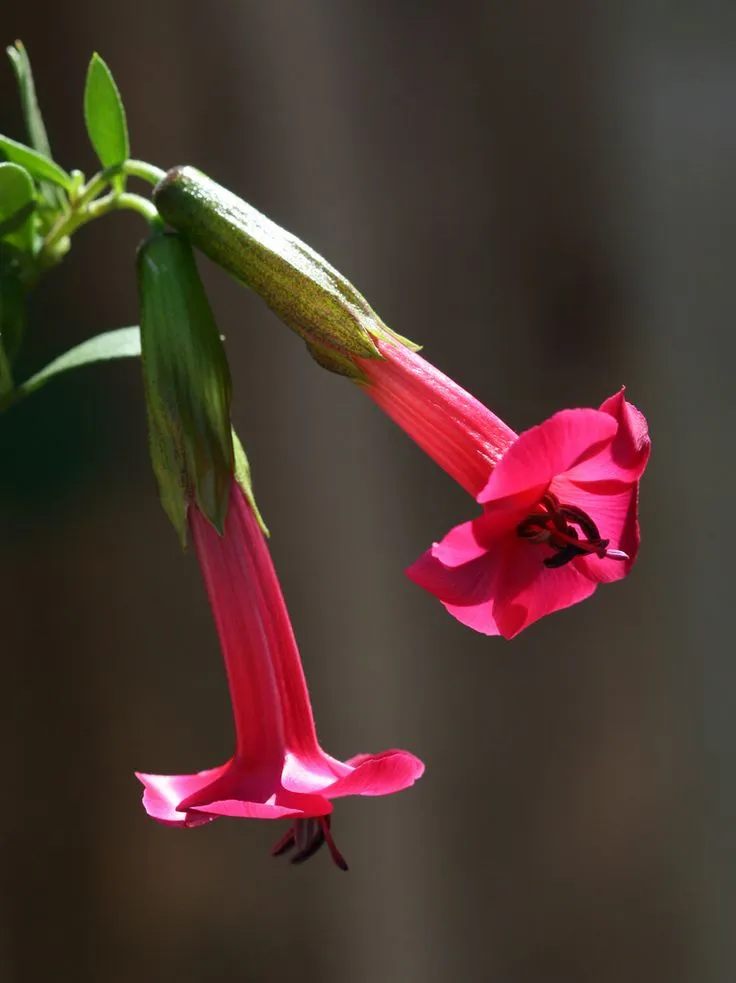 Cantua buxifolia-TERRES.webp