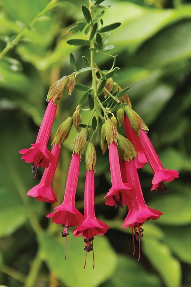 KANTU-ANDES.webp