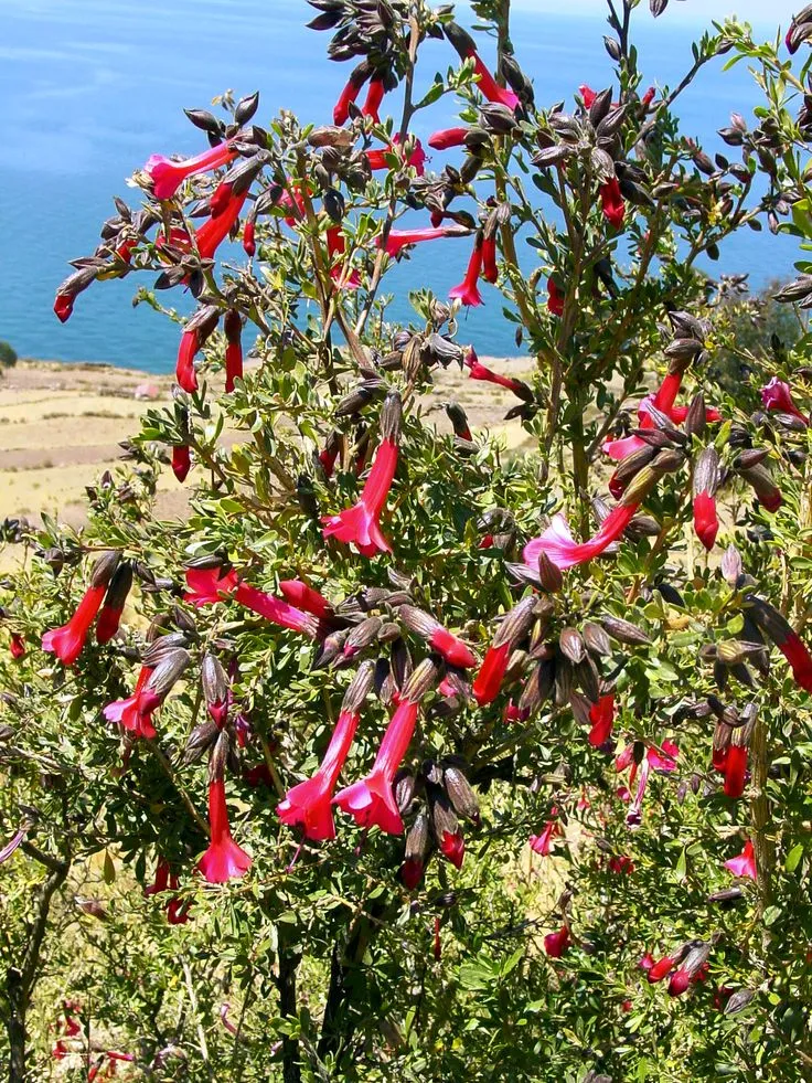 KANTUTA-ANDES.webp