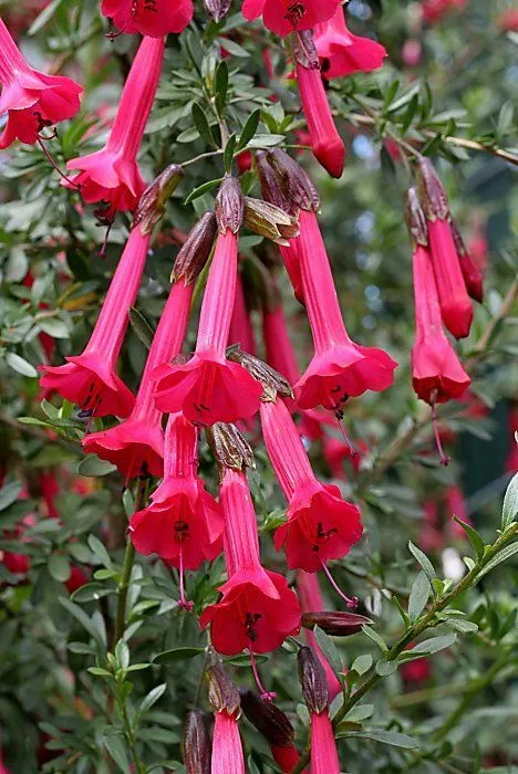 Cantua buxifolia-ANDES.webp