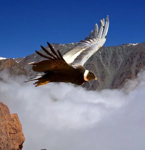Gastronomia de Cusco Cuy de los 
