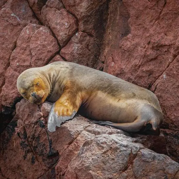 Aguas Calientes Mapi