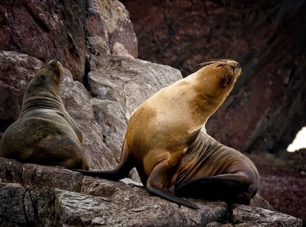 Aguas Calientes Mapi