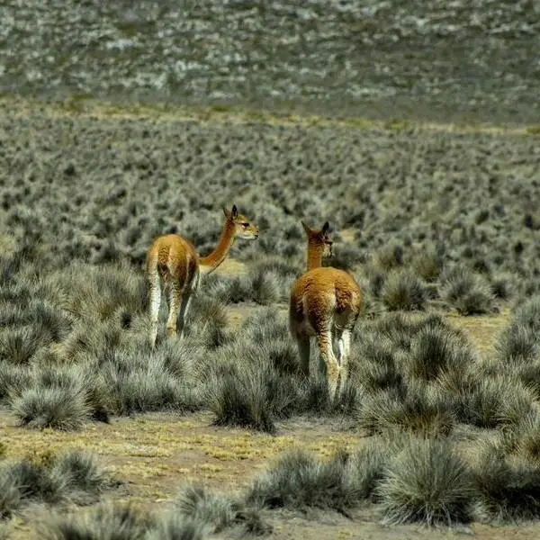 Aguas Calientes Mapi