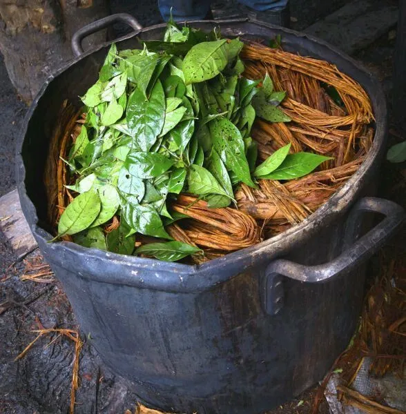 Ayahuasca Chaman