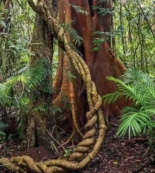 Ayahuasca Chaman