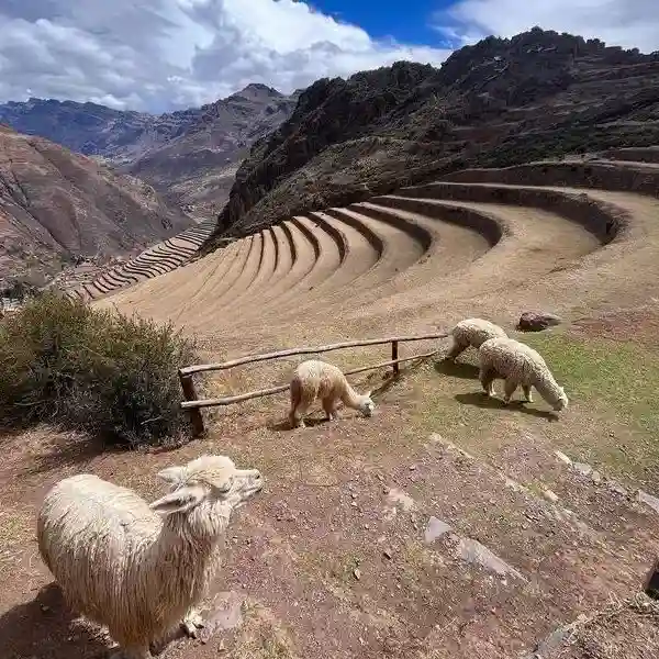 Alpaquitas en Pisaq Valle sagrad