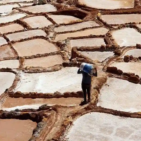 Alpaquitas en Pisaq Valle sagrad