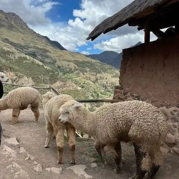 Alpaquitas en Pisaq Valle sagrad