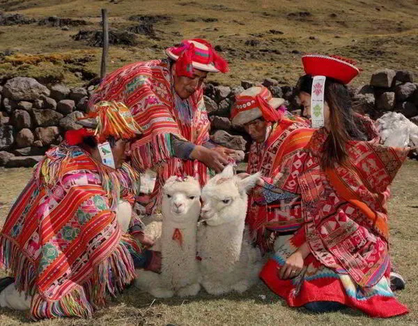 Alpaquitas en Pisaq Valle sagrad