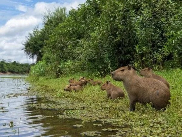 Biosfera del Manu Peru