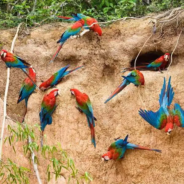 Biosfera del Manu Peru