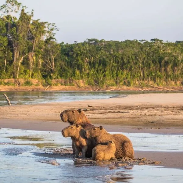 Biosfera del Manu Peru