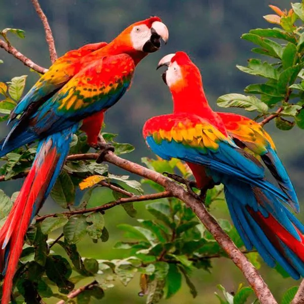 Biosfera del Manu Peru