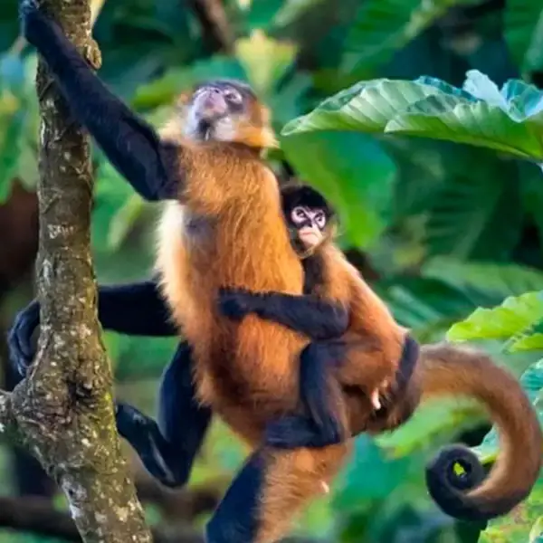 Biosfera del Manu Peru