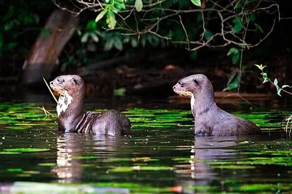 Biosfera del Manu Peru