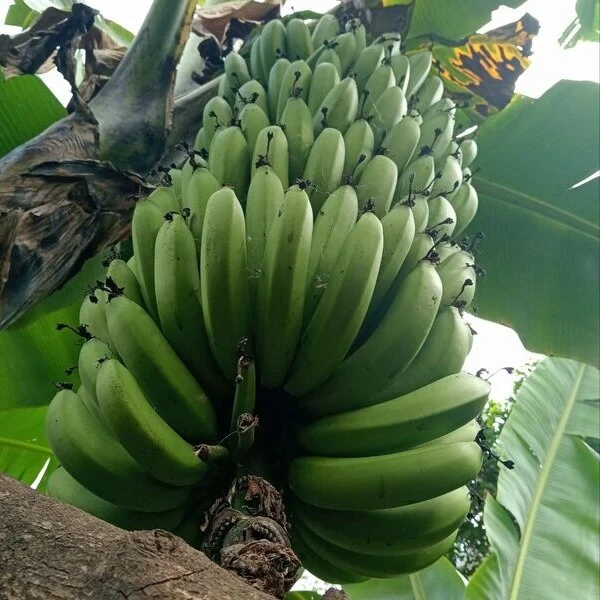 Bananas en Cusco Peru