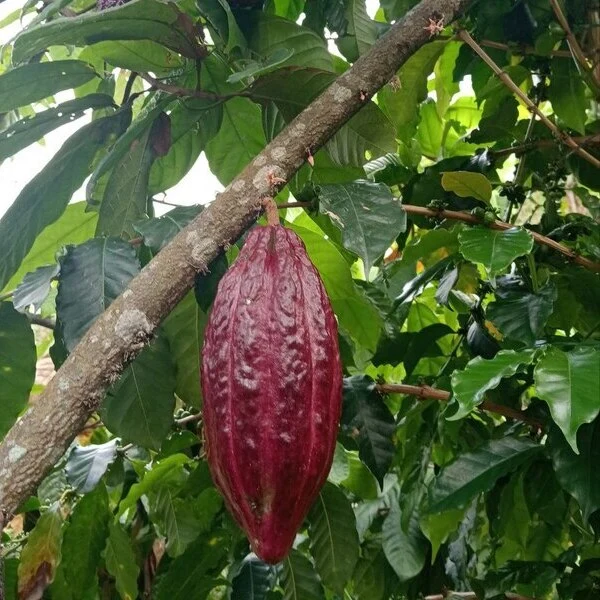 Bananas en Cusco Peru