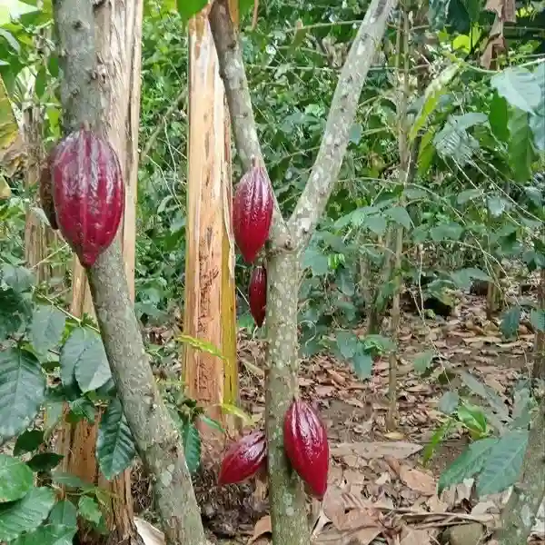 Bananas en Cusco Peru