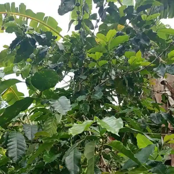 Bananas en Cusco Peru