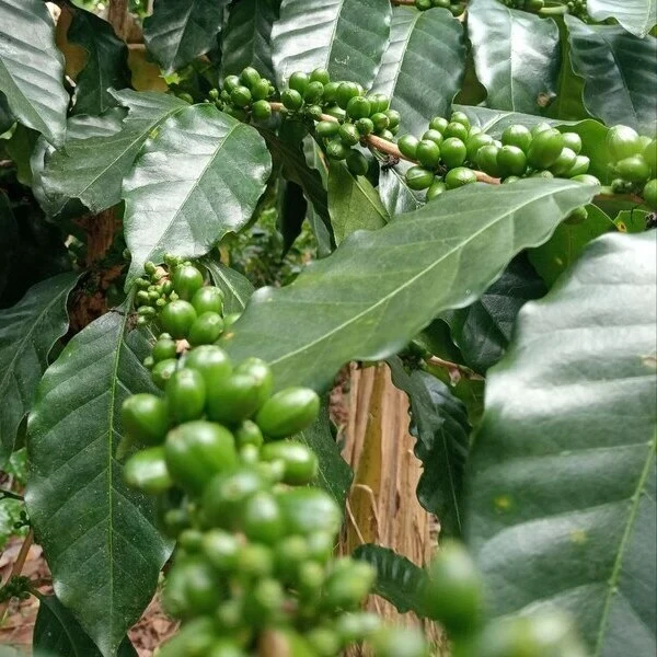 Bananas en Cusco Peru