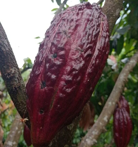 Bananas en Cusco Peru