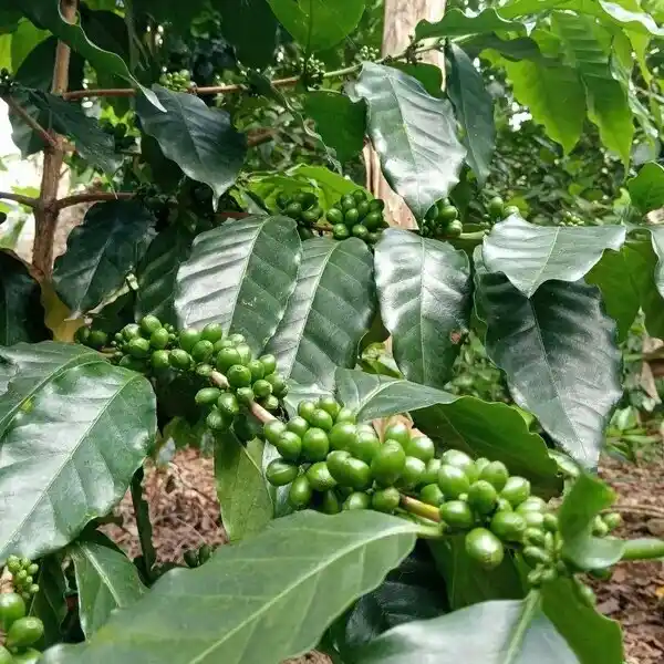 Bananas en Cusco Peru