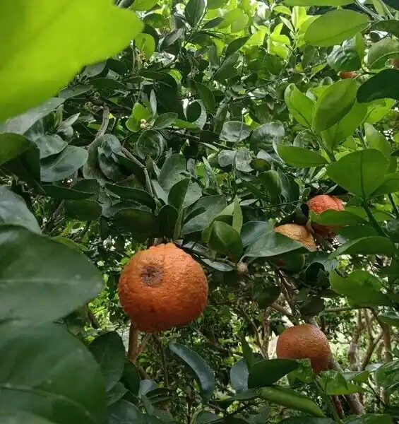 Bananas en Cusco Peru