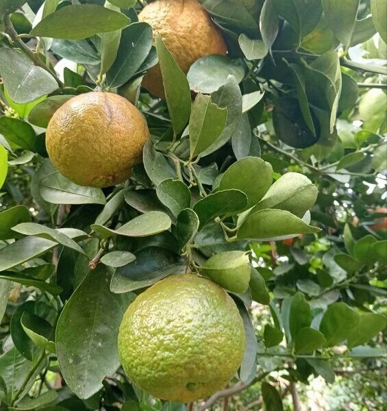 Bananas en Cusco Peru