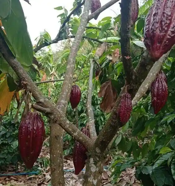 Bananas en Cusco Peru