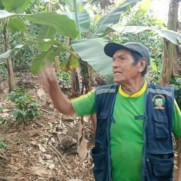 Bananas en Cusco Peru