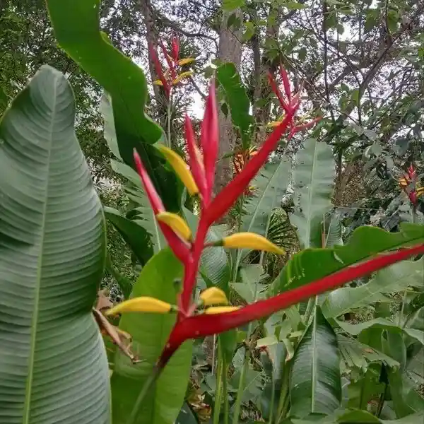 Bananas en Cusco Peru