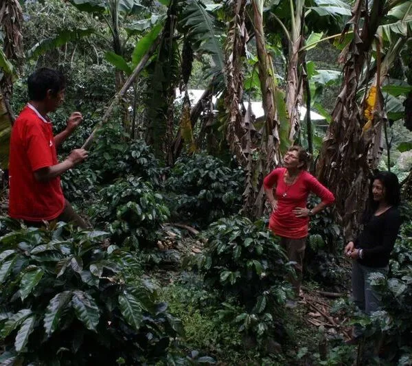 Bananas en Cusco Peru