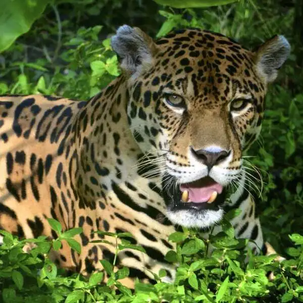 Biosfera del Manu Peru