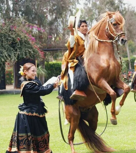Caballos de Paso Lima