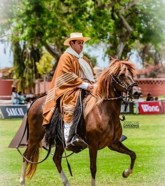 Caballos de Paso Lima