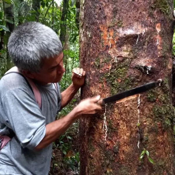 Biosfera del Manu Peru