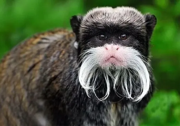 Biosfera del Manu Peru