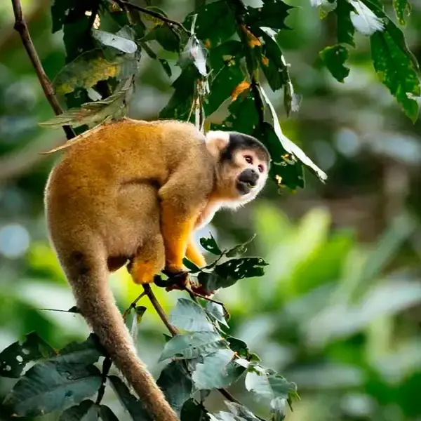 Biosfera del Manu Peru
