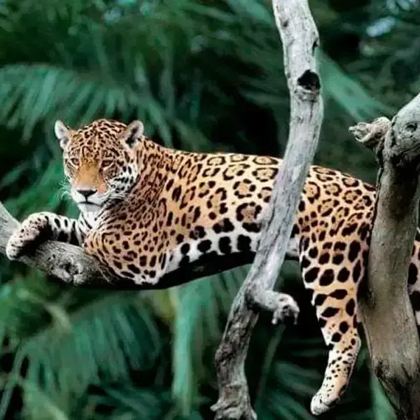 Biosfera del Manu Peru