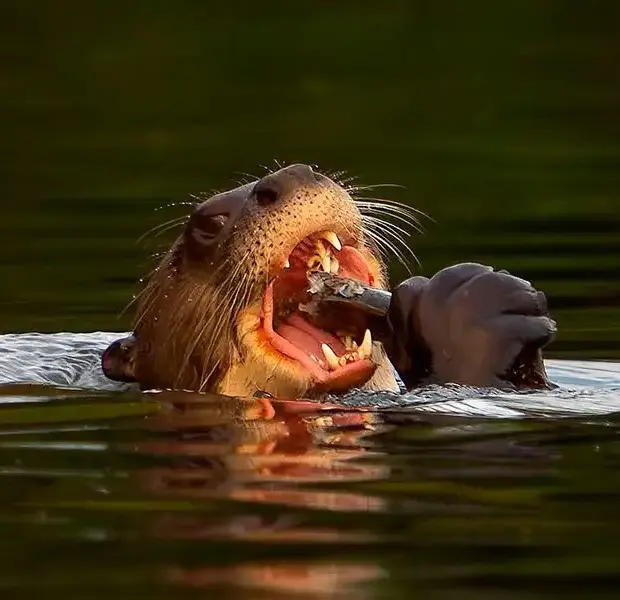 Biosfera del Manu Peru