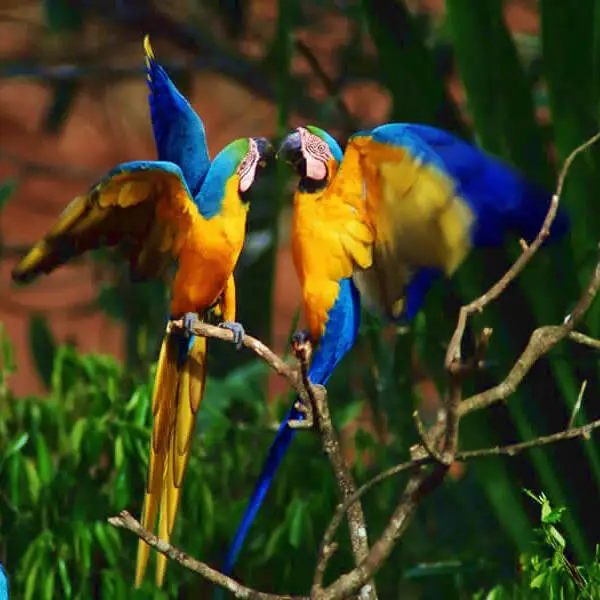 Biosfera del Manu Peru