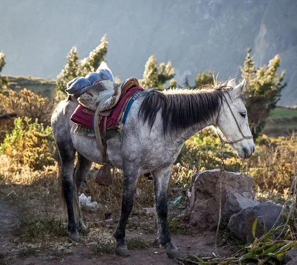 Arequipa Cañon del Colca