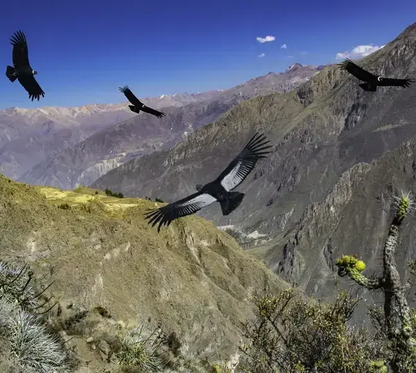 Arequipa Cañon del Colca